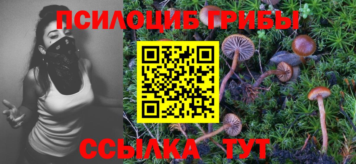 Камень-на-Оби  продажа наркотиков  Галлюциногенные грибы мухоморы  Вход с VPN  Галлюциногенные грибы Cubensis 