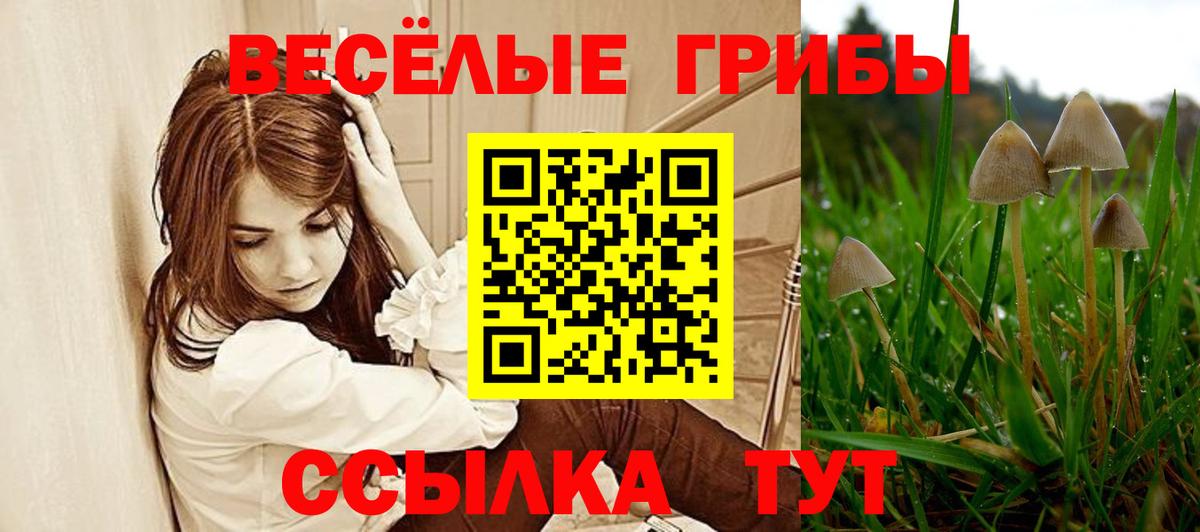 Псилоцибиновые грибы Psilocybine cubensis Камень-на-Оби